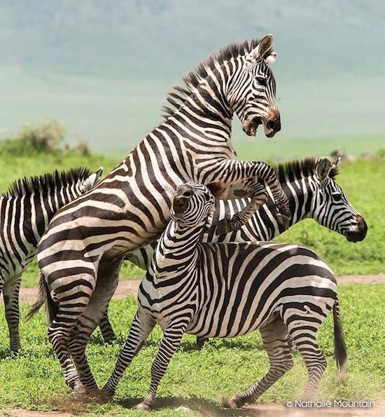 Areno-Zebras at ngorongoro